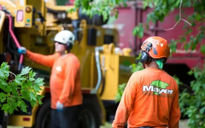 Vegetation Management 2026